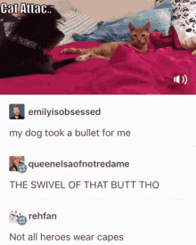 a cat laying on a bed next to a dog with a caption that says " cat attac "