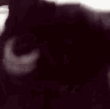 Parkinson Cat GIF