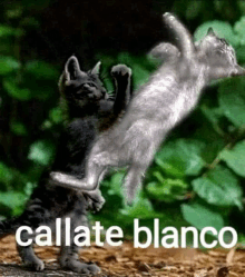 Callate Blanco GIF - Callate Blanco GIFs
