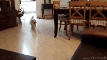 Such Grace! GIF - Dog Jump Slow GIFs