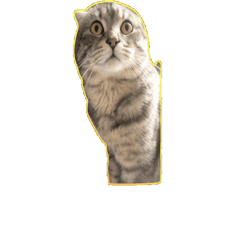 Silly Silly Cat Sticker - Silly Silly cat - Discover & Share GIFs