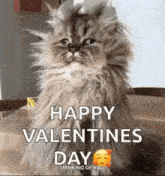 a cat is sitting on a table with the words `` happy valentine 's day '' written on it .