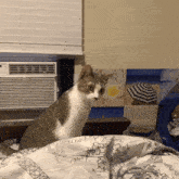 Oh My God Omg Cat GIF - Oh My God Omg Cat What GIFs