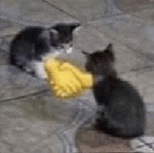 Hand Shake Kitties GIF