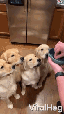 Feeding Puppies GIF - Feeding Puppies Eat This GIFs