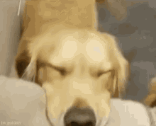 Dogs Cute GIF - Dogs Cute All You Need Is Love GIFs