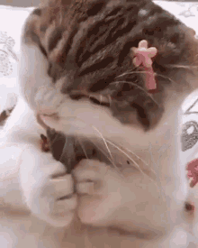 Cat Mukbang GIF - Cat Mukbang Asmr GIFs