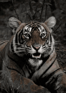 I Am A Tiger Hear Me Roar! GIF - Wildlife GIFs