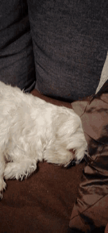 Goodnight Sleep GIF - Goodnight Sleep Dog GIFs