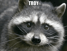 Crankytroy Troy GIF - Crankytroy Troy Racoon GIFs