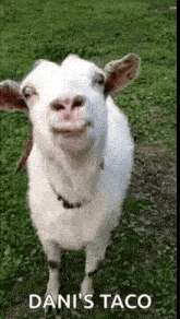 a white goat is standing in the grass and looking at the camera with a caption that says dan 's taco .