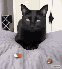 Cat Loves Her Almond GIF