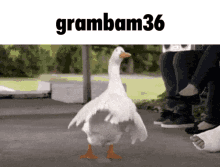 Silly Goose Goose GIF - Silly Goose Goose Grambam36 GIFs