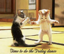 Time To Do Friday Dance Cat GIF - Time To Do Friday Dance Cat Kittens GIFs