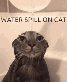 Cat Water GIF - Cat Water Spill GIFs