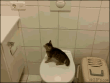 Jumping Kitty GIF - Kitten Jump Fail GIFs