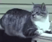a gray and white cat is sitting on a table and scratching itself .