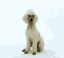 Poodle Dog GIF - Poodle Dog Come GIFs