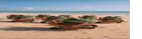 a group of toy frogs are sitting on a sandy beach