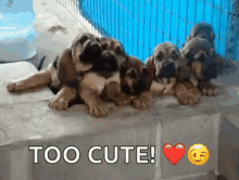 Bloodhound Hound GIF - Bloodhound Hound Dog GIFs
