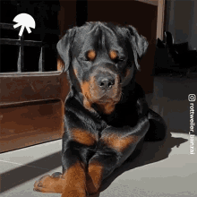 Whats That What GIF - Whats That What Dog GIFs