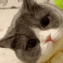 Cat Blink GIF
