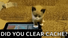 Cat Cache GIF - Cat Cache Computer GIFs