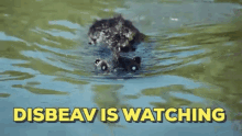 Disbeav Beaver GIF