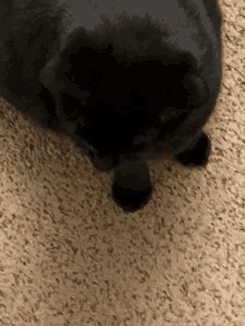 Bitty Cat GIF - Bitty Cat GIFs