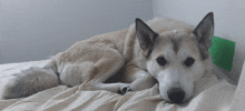 a husky dog is laying on a bed with a green sticker on it