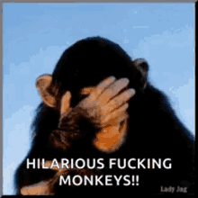 Laughing Monkey GIF - Laughing Monkey GIFs