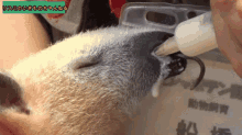 a person is feeding a small animal with a bottle with chinese writing on it