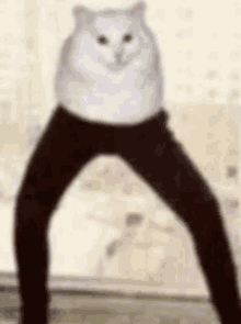 Cursed Cat GIF - Cursed Cat GIFs