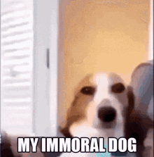 Immoral Dog GIF - Immoral Dog GIFs