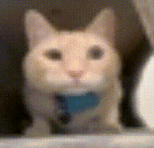 a close up of a cat with a blue collar
