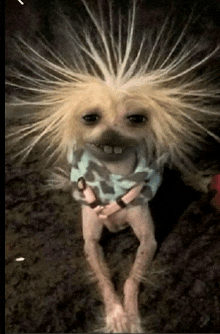 a small dog with very long hair is wearing a sweater and bracelets