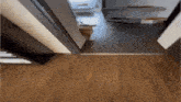 a cat is walking through a doorway in a room .
