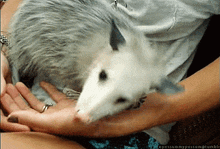 Cute Possum GIF - Cute Possum Cuddling GIFs