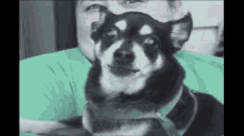 Somebody Is Mad GIF - Dog Angry Barking GIFs