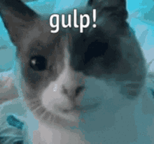 Gulp Gulper GIF - Gulp Gulper Cat GIFs