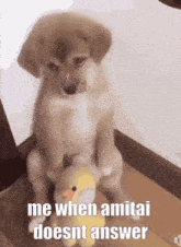 a puppy is holding a stuffed duck and says me when amitai doesnt answer
