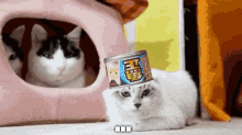 a cat is laying on the floor with a can of food on its head