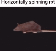 Ratte Spin GIF - Ratte Spin GIFs