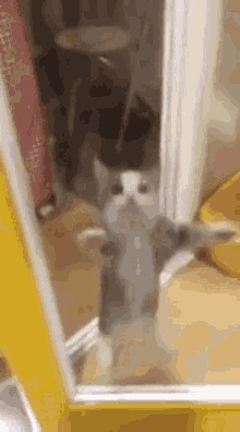 Cat Memes GIF - Cat Memes Joe Biden GIFs