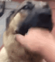 Doge Hand GIF - Doge Hand GIFs