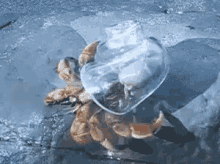 hermit hermit crab shell crab transparent