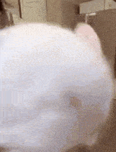a close up of a white cat with a pink nose .