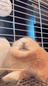 a close up of a rabbit 's face in a cage with a thermometer in the background