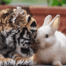 a tiger cub laying next to a white bunny