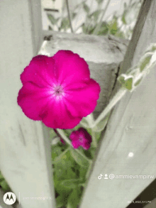Pink Flowering GIF - Pink Flowering GIFs
